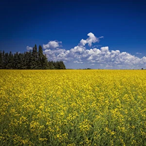 Canola Field In Bloom With A Pumpjack In The Distance; Devon, Alberta, Canada