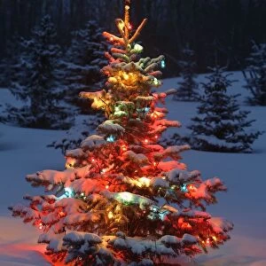 Christmas Tree With Lights Outdoors In The Forest