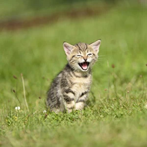 Close-up of Domestic Cat (Felis silvestris catus) Kitten on Meadow in Summer, Bavaria, Germany