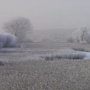 Frost-Covered Landscape,s Gravenpolder, Zeeland, Netherlands