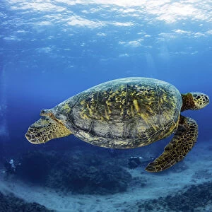Green sea turtle and divers, Hawaii, USA