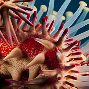Hawaii, Maui, Molokini, A Macro Shot Of The Spines And Tube Feet Of A Crown Of Thorns Starfish, (Acanthaster Planci)