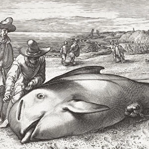 Two men measure the length of a dead stranded whale. After a late 16th century print