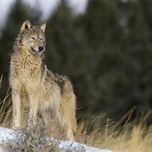 Montana, Gray Wolf (Canis Lupus) Full Length View Standing In Snow A52D