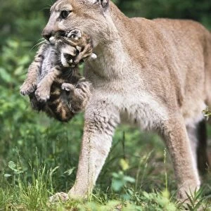 Mountain Lion Carrying Cub By The Nape Of Its Neck
