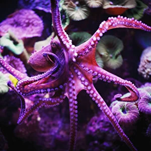 Octopus; Israel