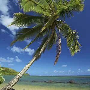 A palm tree leaning out to the ocean against a blue sky; Hawaii united states of america
