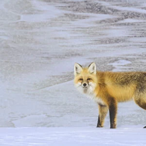 Red Fox portrait in winter, YNP, USA