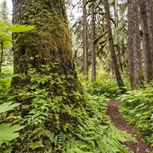 Trail through an old growth forest