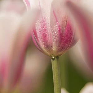 Triumph Tulip, Inistress Mystic, (Tulipa), Brooklyn Botanic Garden; Brooklyn, New York, United States Of America