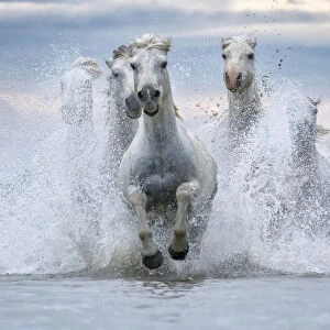 White horses of Camargue running out of the water, France