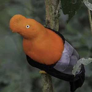 Andean Cock-of-the-rock (Rupicola peruvianus), Manu National Park, Peru