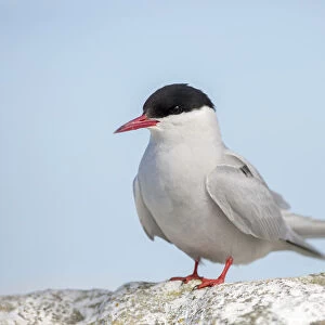 Arctic Tern (Sterna paradisaea), Farne Islands, United Kingdom