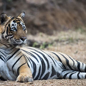 Bengal tiger (Panthera tigris tigris) sitting on track, India, Rajasthan