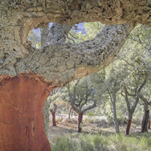 Cork Oak (Quercus suber) forest close up, uncorked, Extremadura, Spain, Extremadura, Spain