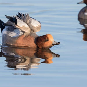 Eurasian Wigeon (Anas penelope) stretching its wings, polder Arkemheen, The Netherlands