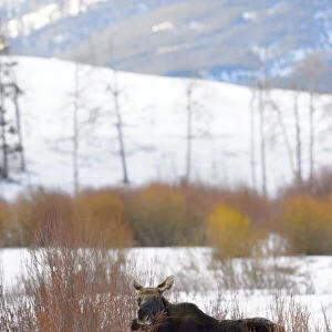 Moose (Alces alces) bull in the snow, Yellowstone National Park, Wyoming, United States
