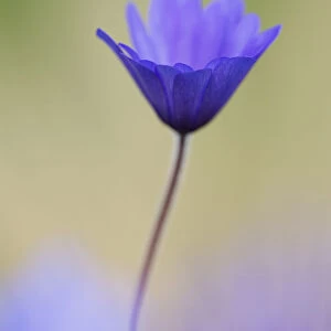 Alone Anemone blanda Blue Shades Beauty in Nature