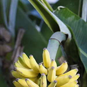 Banana Dwarf Cavendish, Musa, Musa acuminata Dwarf Cavendish