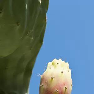 prickly pear cactus, opuntia