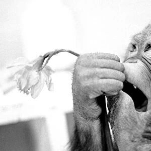 Animals - monkeys - humour Asimath the orang-utan playing with / eating a daffodil