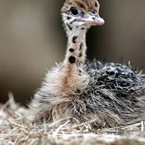 The baby Ostrich at the West Midland Safri Park born to one of the rescued birds