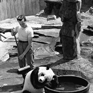 Bathtime for Chi Chi the panda - the keeper Alan Kent spends all his day in her pen just