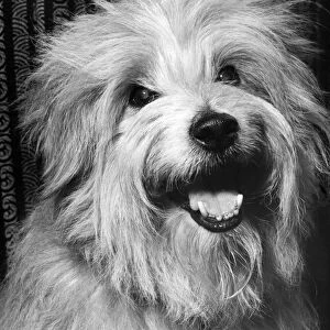 Buster owned by Mrs. F. J. Frankiss of 99, Saunton Road