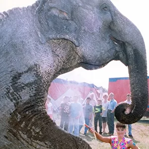 One of the elephants that performs at Chipperfields Circus
