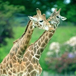 Two giraffes kissing Animals in the Zoo June 1995
