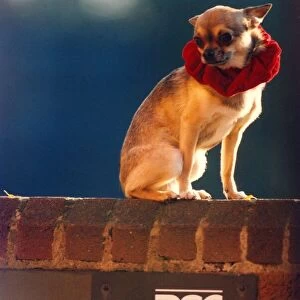 Hero the Chihuahua