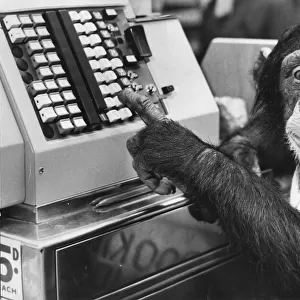 Judy the chimp rings through the bill