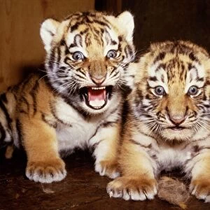 Newly born twin tiger cubs born to Hattie at marwell Zoo June 1985