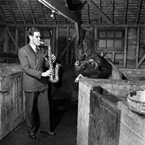 Phil Tate- Saxophonist plays to pigs at Shere, Surrey. March 1952 C1224