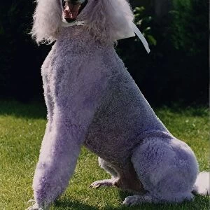 Purple poodle sits in garden circa 1995