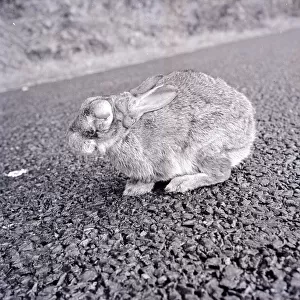 A rabbit infected with Myxomatosis seen here in the final stages of the disease