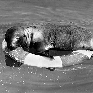 Seal Sleepie relaxes on a life belt at Longleat Safari Park near Bath