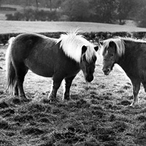 Two Shetland ponies in a field