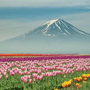 Landscape of Japan tulips with Mt.fuji in Japan
