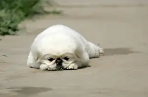 Animal Prints: Abandoned dog rests at shelter for homeless animals in Beijing