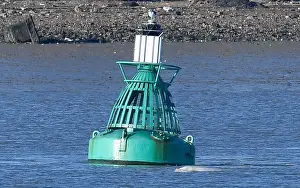 Whale Prints: abeluga whale breeches near a buoy on the River Thames near Gravesend east of London