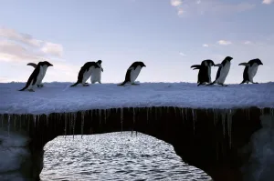 Adelie penguins are pictured at Cape Denison, Commonwealth Bay, in East Antarctica Adelie penguins are pictured at Cape Denison, Commonwealth Bay, in East Antarctica