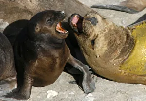 Latin America Prints: An adult sea lion fights with a pup in Golfo Nuevo