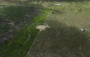 Environment Prints: An aerial view of cows gathering in a circle on a plot of deforested Amazon rainforest