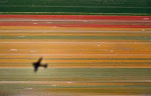 Aerial view of flower fields near the Keukenhof Park in Lisse
