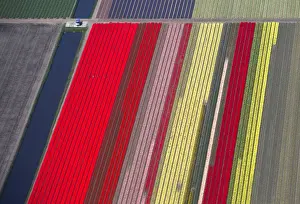 Netherlands Prints: An aerial view of flower fields is seen near the Keukenhof park, also known as