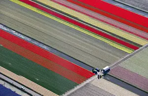 An aerial view of flower fields is seen near the Keukenhof park, also known as