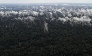 Environment Prints: An aerial view shows the Amazon rainforest near the city of Santarem