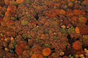 An aerial view shows a deciduous forest on a sunny autumn day in Recklinghausen An aerial view shows a deciduous forest on a sunny autumn day in Recklinghausen