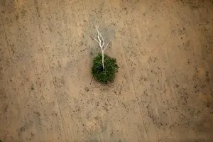 An aerial view shows a deforested plot of the Amazon near Porto Velho